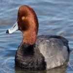 image of bird