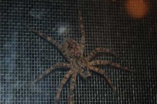 image of wolf_spider