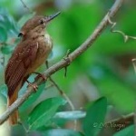 image of bird