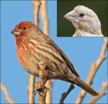 image of finch