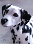 image of dalmatian