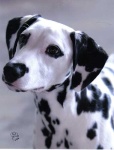 image of dalmatian #17