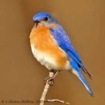 image of bird