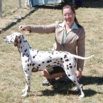 image of dalmatian