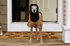 image of italian_greyhound