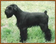 image of standard_schnauzer #33