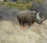 image of rhino