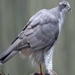 image of bird