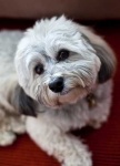image of animal