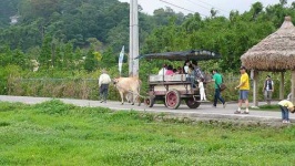 image of oxcart