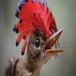 image of bird