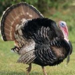 image of bird