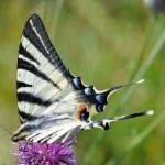 image of animal