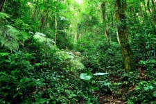 image of jungle