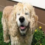 image of animal