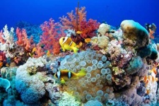 image of reef