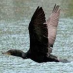 image of bird