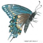 image of animal