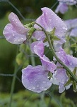 image of flower