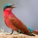 image of bird