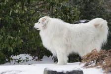 image of great_pyrenees