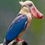 image of bird