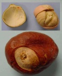 image of buckeye