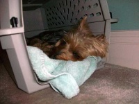 image of australian_terrier