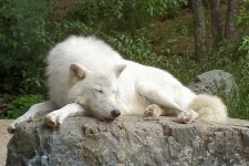 image of white_wolf #13