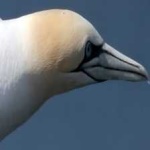 image of bird
