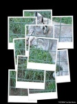 image of lynx