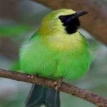 image of bird