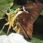 image of animal