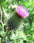 image of spear_thistle #15