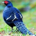 image of bird