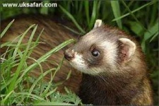 image of polecat