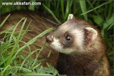 image of polecat #14