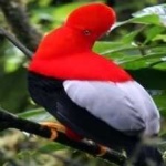 image of bird