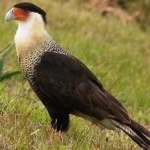 image of bird