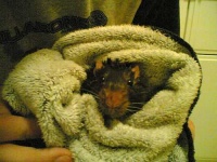 image of bath_towel