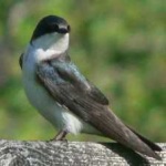 image of bird