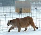 image of cougar