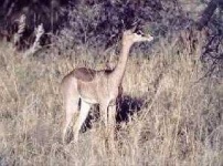 image of gerenuk