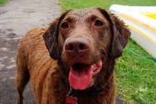 image of chesapeake_bay_retriever