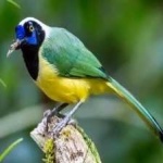 image of green_jay #15