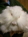 image of angora