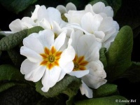 image of flower
