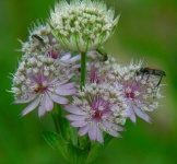 image of flower
