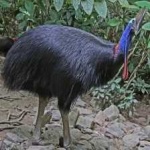 image of bird