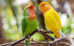 image of lovebird